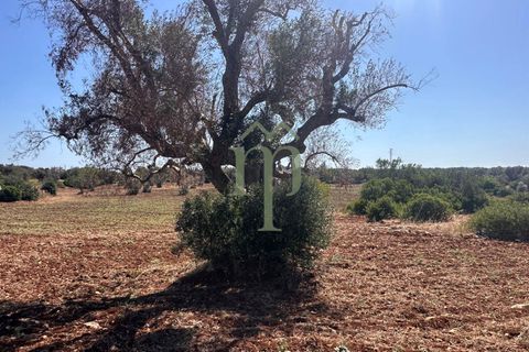 Ruinere i Carovigno, Brindisi, Carovigno - € 385.000 | Ref: Proprietà Pinea - foto 9